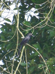 Dicrurus macrocercus