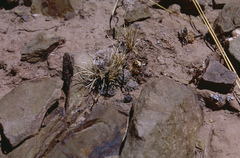 Aylostera pygmaea
