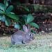 Wild European Rabbit - Photo (c) Jacqui Geux, some rights reserved (CC BY), uploaded by Jacqui Geux