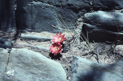 Aylostera pygmaea