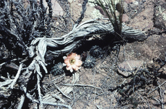 Aylostera pygmaea