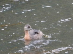 Poliocephalus rufopectus