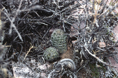 Aylostera pygmaea