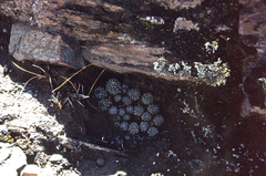 Aylostera pygmaea
