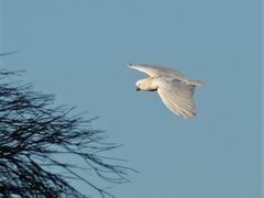 Cacatua galerita galerita