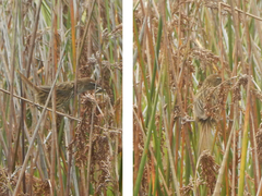 Poodytes punctatus vealeae