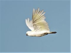 Cacatua galerita galerita