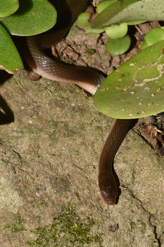 Common Brown Water Snake