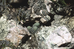 Aylostera pygmaea