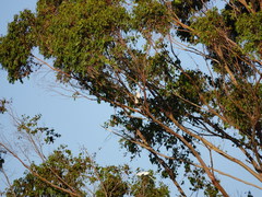 Cacatua galerita galerita