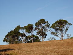 Cacatua galerita galerita