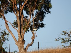 Cacatua galerita galerita