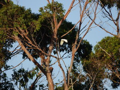 Cacatua galerita galerita