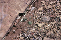 Aylostera pygmaea