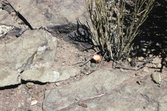 Aylostera pygmaea