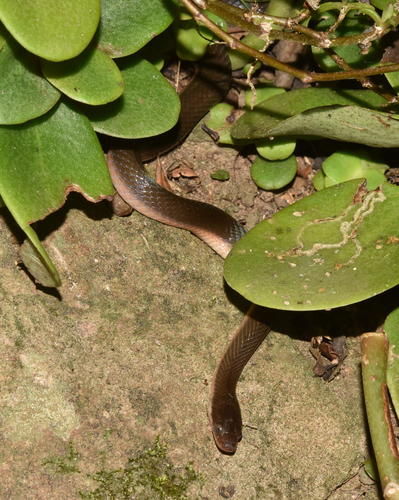 Common Brown Water Snake