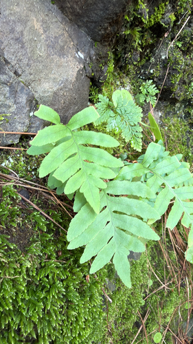 Polypodium macaronesicum, photograph 1