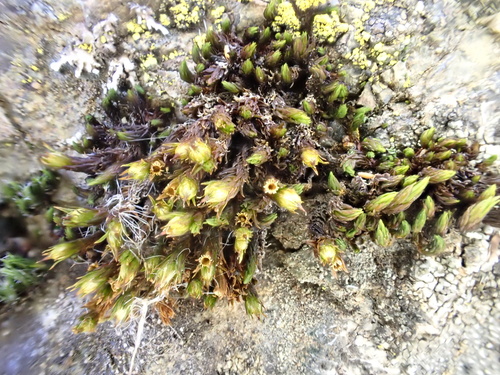 Lewinskya rupestris observed 2026-01-24