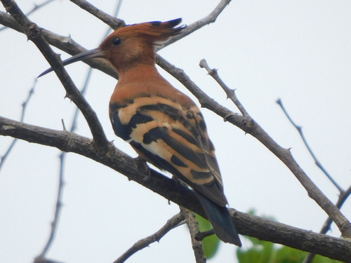 African Hoopoe