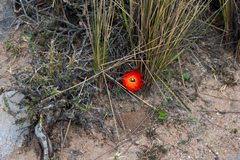 Aylostera pygmaea