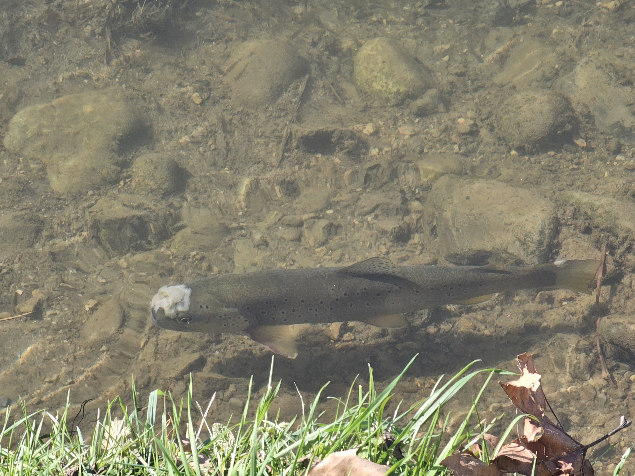 Salmo trutta