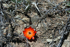 Aylostera pygmaea