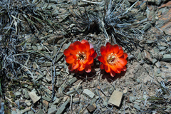Aylostera pygmaea
