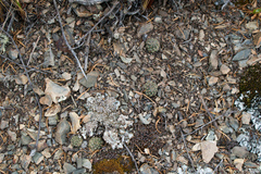 Aylostera pygmaea