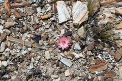 Aylostera pygmaea