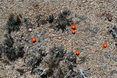 Aylostera pygmaea