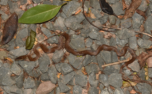 Cape House Snake