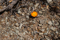 Aylostera pygmaea