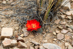 Aylostera pygmaea