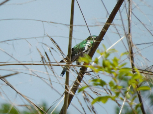 Diederik Cuckoo