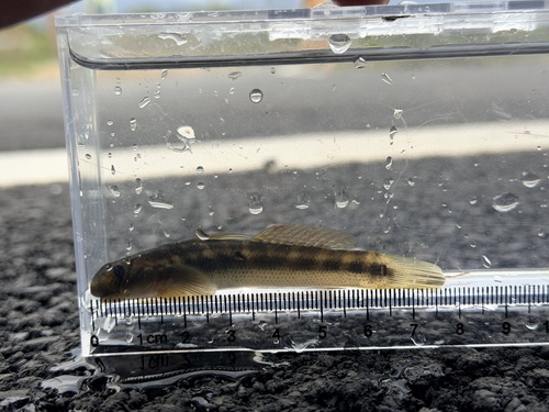 Japanese rock-climbing goby (Sicyopterus japonicus) — Gobiidae