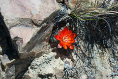 Aylostera pygmaea