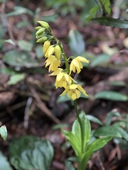 Calanthe striata