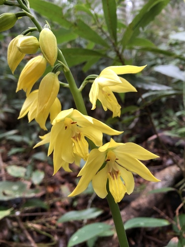 Siebold's Calanthe