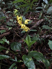 Calanthe striata