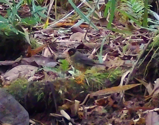 Yellow-throated Nightingale-Thrush (Catharus dryas), photo 2
