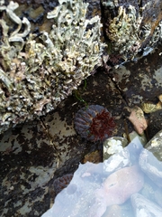 Phlyctenanthus australis