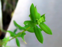 Linum quadrifolium