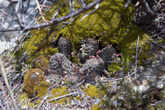Aylostera pygmaea