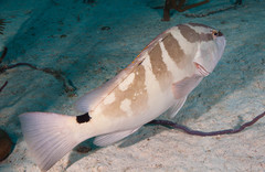 Nassau Grouper photo 3