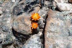 Aylostera pygmaea