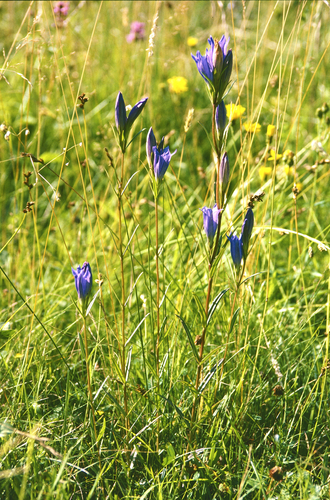 Marsh Gentian (Gentiana pneumonanthe)
