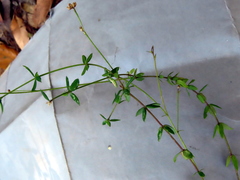 Linum quadrifolium