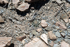 Aylostera pygmaea