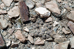 Aylostera pygmaea