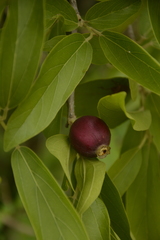 Alangium salviifolium